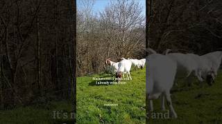 Famous Goat sacrifice | Eid al Adha | Ibrahim As | Allah Profile