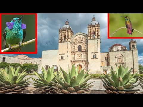 Oaxaca City HUMMINGBIRDS. Hummingbirds MEXICO Ep.4 - YouTube