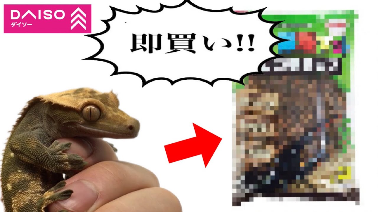 Reptiles] Create a crested gecko enclosure using the item that