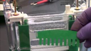 SDS PAGE Introductory Procedures SDS PAGE Introductory Procedures