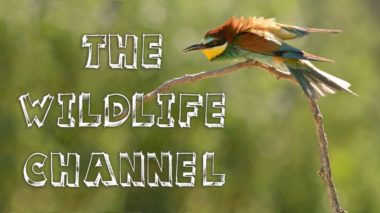 The Wildlife Channel Trailer YouTube