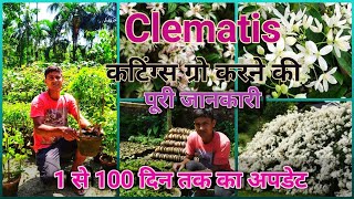 लाखों फूल वाले कलमातिस के वाइन कटिंग्स से कैसे ग्रो करें ? Grow Cuttings of Clematis most Easily