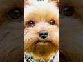 Wait for it… #animacion3d #blender #chile #chileno #perro #perros #animation #animacion