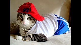 ПРИКОЛЫ С КОТАМИ. КОТЫ И СОБАКИ В КОСТЮМАХ. МОЙ ХОЗЯИН ИДИОТ ПРИКОЛЫ С КОТАМИ. КОТЫ И СОБАКИ В КОСТЮМАХ. МОЙ ХОЗЯИН ИДИОТ