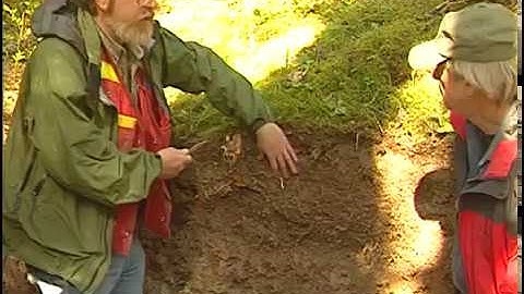 Soil Formation Processes in a Luvic Gleysol