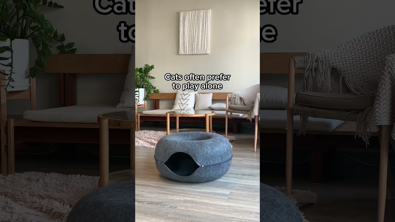 3 Facts About Cats' Play Behavior