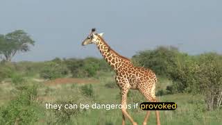 All about the giraffe – The tallest animal in the world