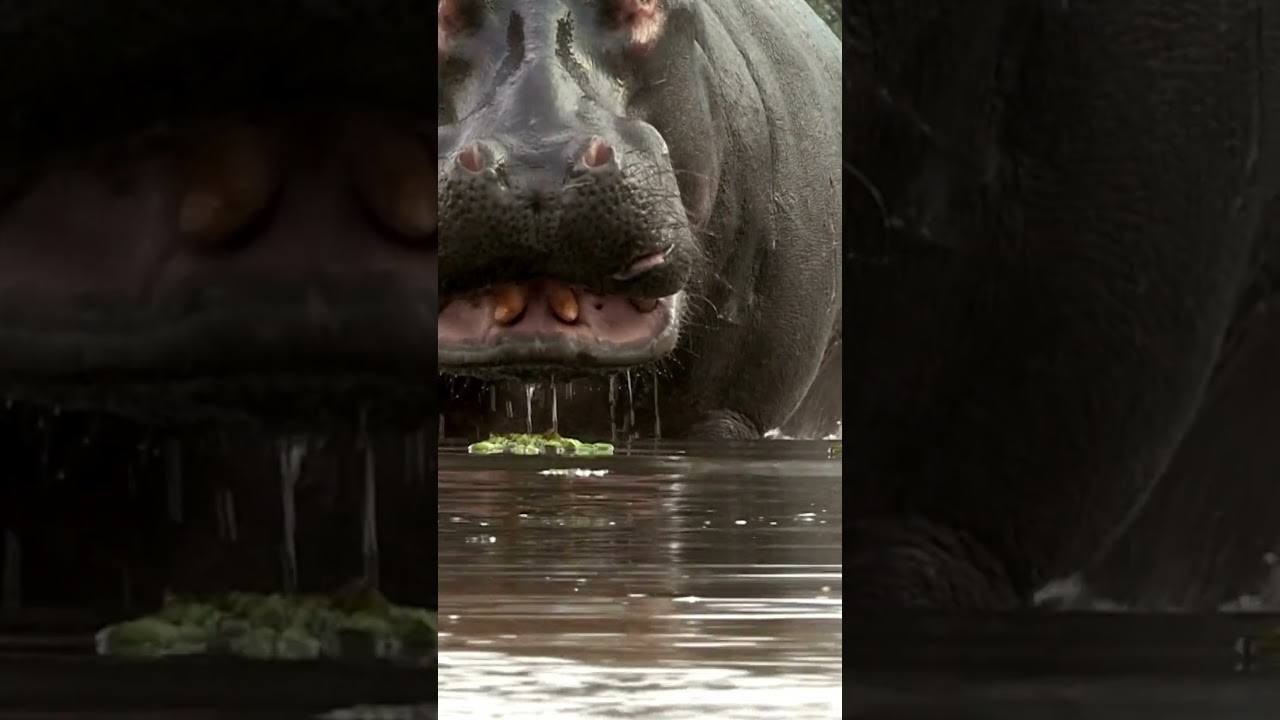 hippo sounds , hippo sound  