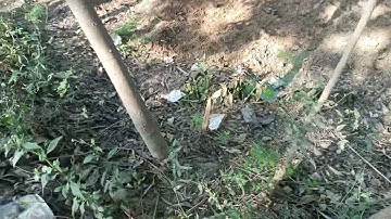 Khet Mein A Gaya Mein 😍😍