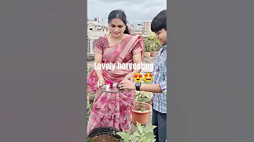 Lovely Harvesting Na Koduka Kubhera Viral Gardenig 