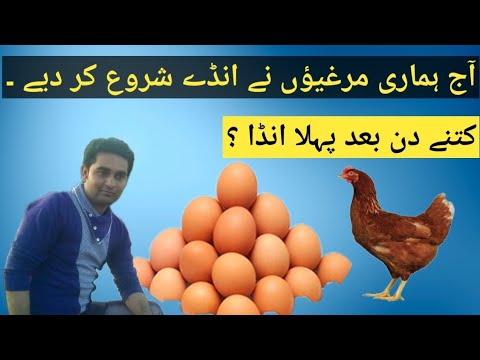 egg production | bovans brown poultry farming - YouTube