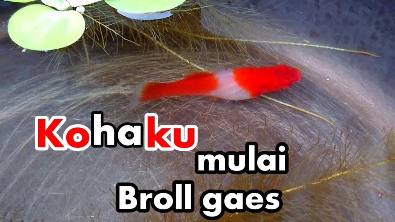 Platy kohaku mulai beranak broll