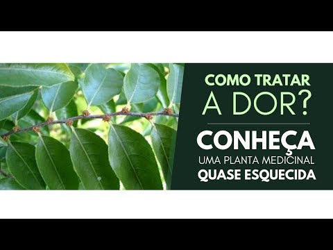 COMO TRATAR A DOR? Conheça uma planta medicinal quase ESQUECIDA! - COMO TRATAR A DOR? Conheça uma planta medicinal quase ESQUECIDA!