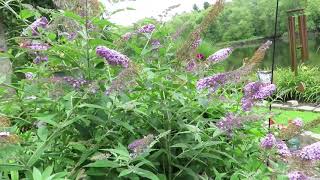 Proper Care Of A Butterfly Bush - Buddleja Davidii