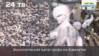 Экологическая катастрофа на Камчатке