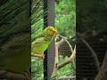 Star Finch singing #birds #birdenclosure #birdsounds #aviary #paradiseparkaviary #finch #finchaviary