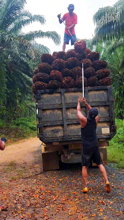loding buah sawit ke truk susun 4 | beginilah kerja kami di perantauan #viralvideo #shorts