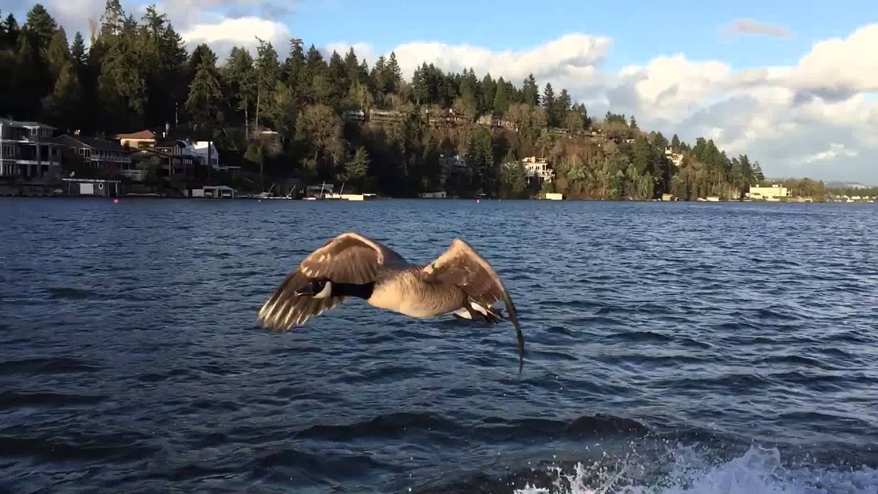 Kyle The Goose Opening day highlight reel YouTube