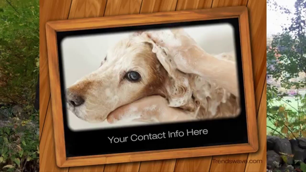 Dog Grooming Promo Video YouTube