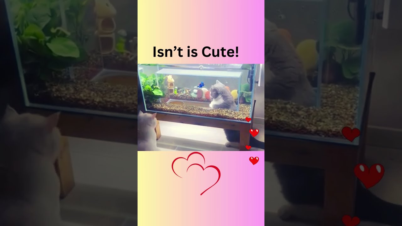 The CAT LOVER'S Paradise You Need to See!