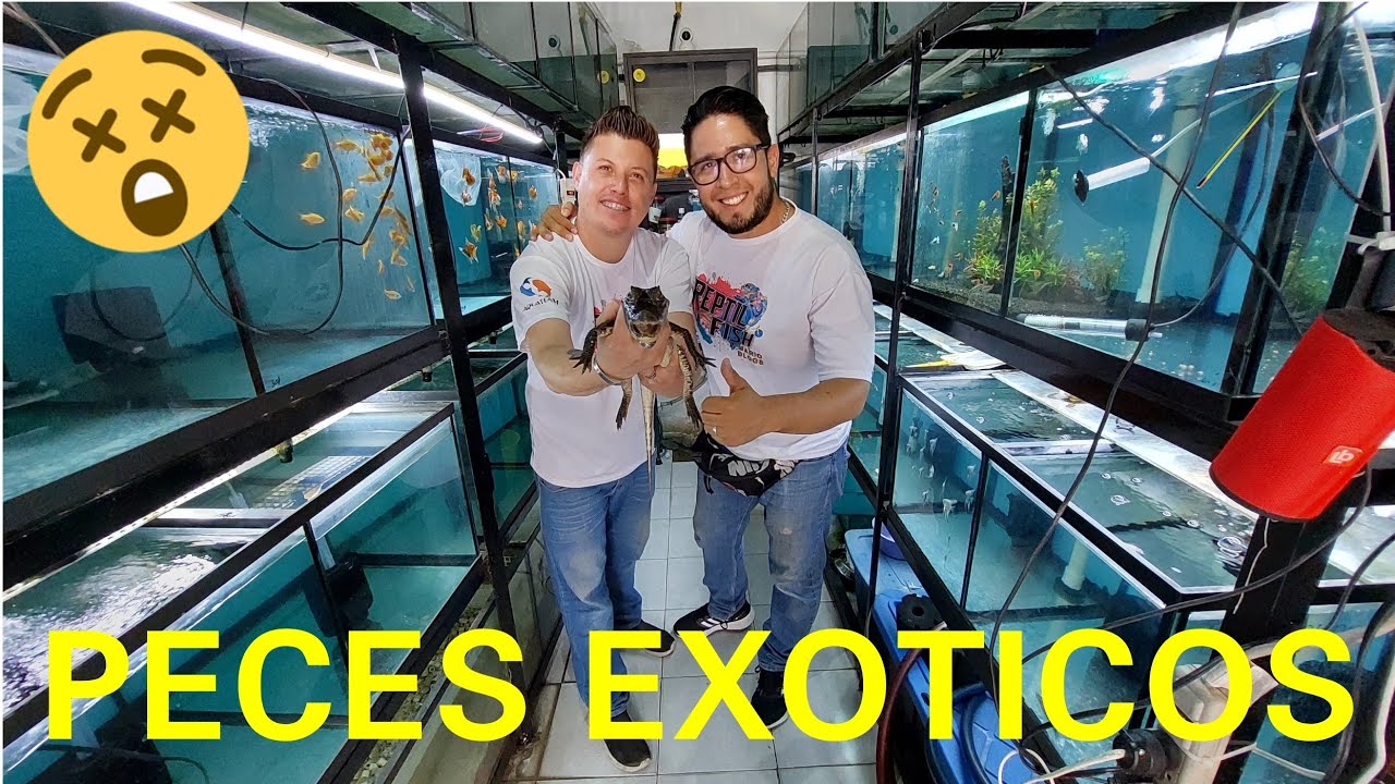 NUEVO LOCAL DE MARIO BLOGS CON SOLO BETAS Y REPTILES EXOTICOS DEL MERCADO MORELOS