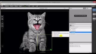 Adobe Connect, общая информация и начало использования screenshot 5