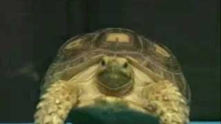 Pet Store Commercial  Game Show 3