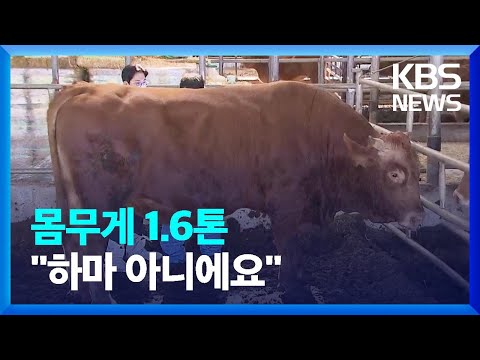 1.6톤 짜리 슈퍼 한우…일반 한우의 2배 / KBS  2022.10.12.