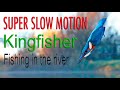 Kingfisher fishing in Super Slow Motion
