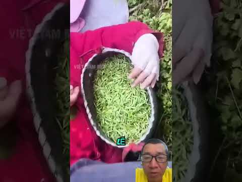 hái trà mà mệt quá nên ngủ gục