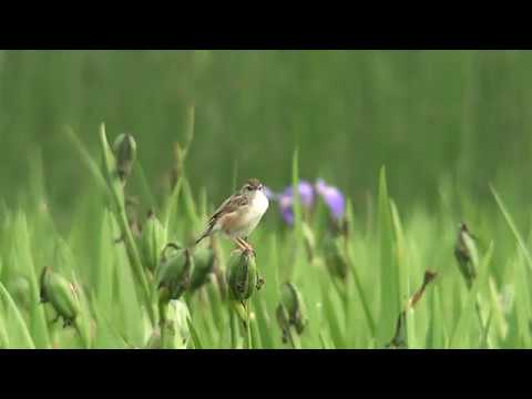 [4K] セッカ（1）鳴き交わす（喜如嘉） - Zitting Cisticola - Wild Bird - 野鳥 動画図鑑 