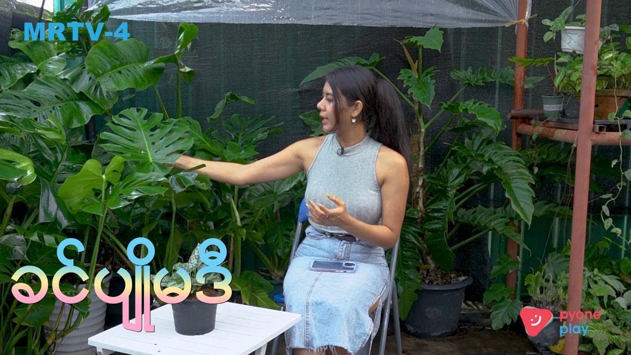 ခင်ပျိုမဒီ | Gardening Tips - ကျားလက်ဝါးပင်အကြောင်း | MRTV4