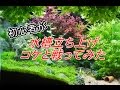 【初心者】　水槽立ち上げ　コケと戦ってみた　【水草水槽】