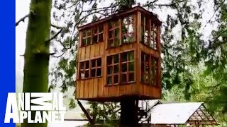 Trillium: A Treehouse as Beautiful as Her Namesake | Ultimate Treehouses