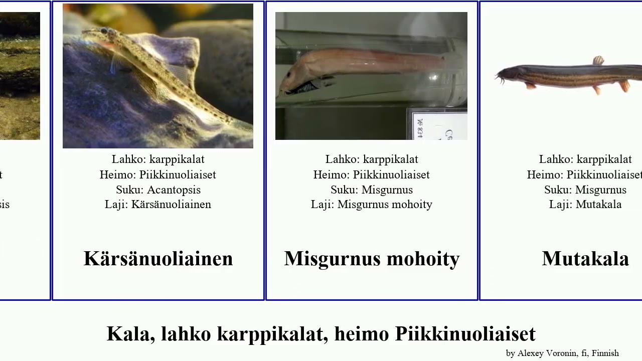 Kala, lahko karppikalat, heimo Piikkinuoliaiset fish oblonga Pangio Piikkisilmä Cypriniformes Busy