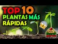 Los 10 cultivos que crecen ms rpido huertos urbanos  huerto adictos