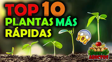 ¿Qué plantas pequeñas crecen rápido?