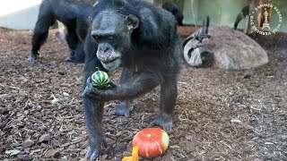 Vi varmer op til Halloween hos chimpanserne!