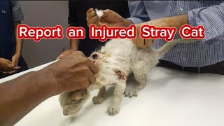 Please Helping Injured Animals 🙏🙏 #viral #viralvideo #youtubeshorts #straycat #street