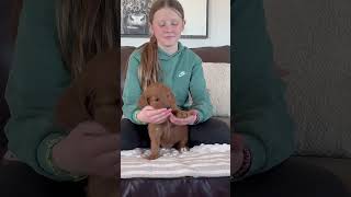 Burgundy - female - f1 goldendoodle #puppy