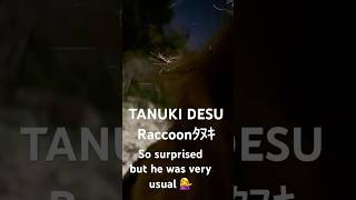 raccoonosaka kanchan kanchanbsj japaneseseller hinomaru saintseiya