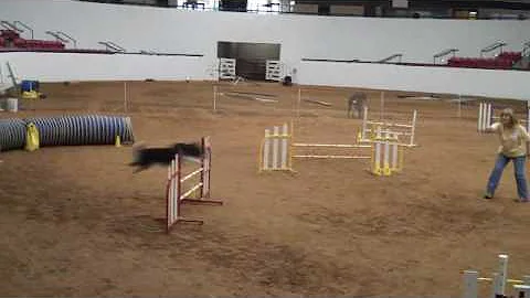 Jag's first AKC Agility Trial, handler Sandra Simon