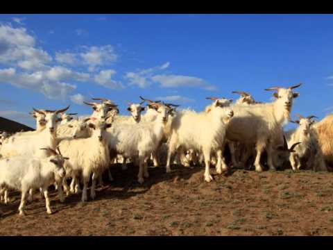 山羊　(GOAT)。　この山羊の産毛でカシミヤセーターマフラーをつくるらしい