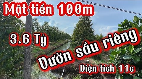 11 Công Đất vườn sầu riêng đang làm trái .Bình Hòa đông Mộc Hóa Long An