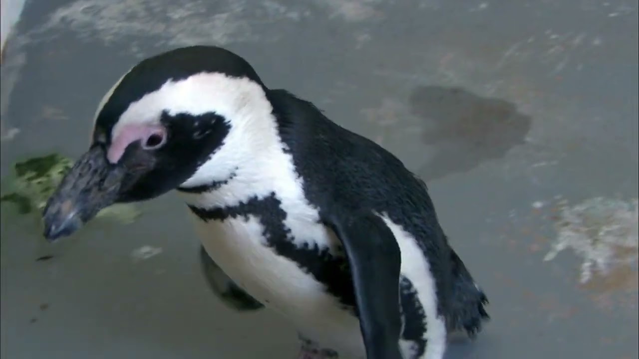 Animal Atlas Season 4 Episode 25:Who Needs Wings