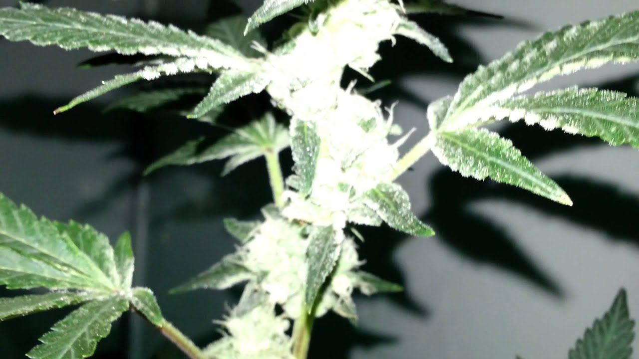 600 Watt Indoor Variety Grow part 5 - Girl Scout Cookies is Frosty!!!