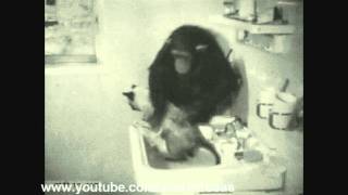 Flagra Mundo Bizarro Dos Animais - Macaco Dando Banho Em Gato Hd