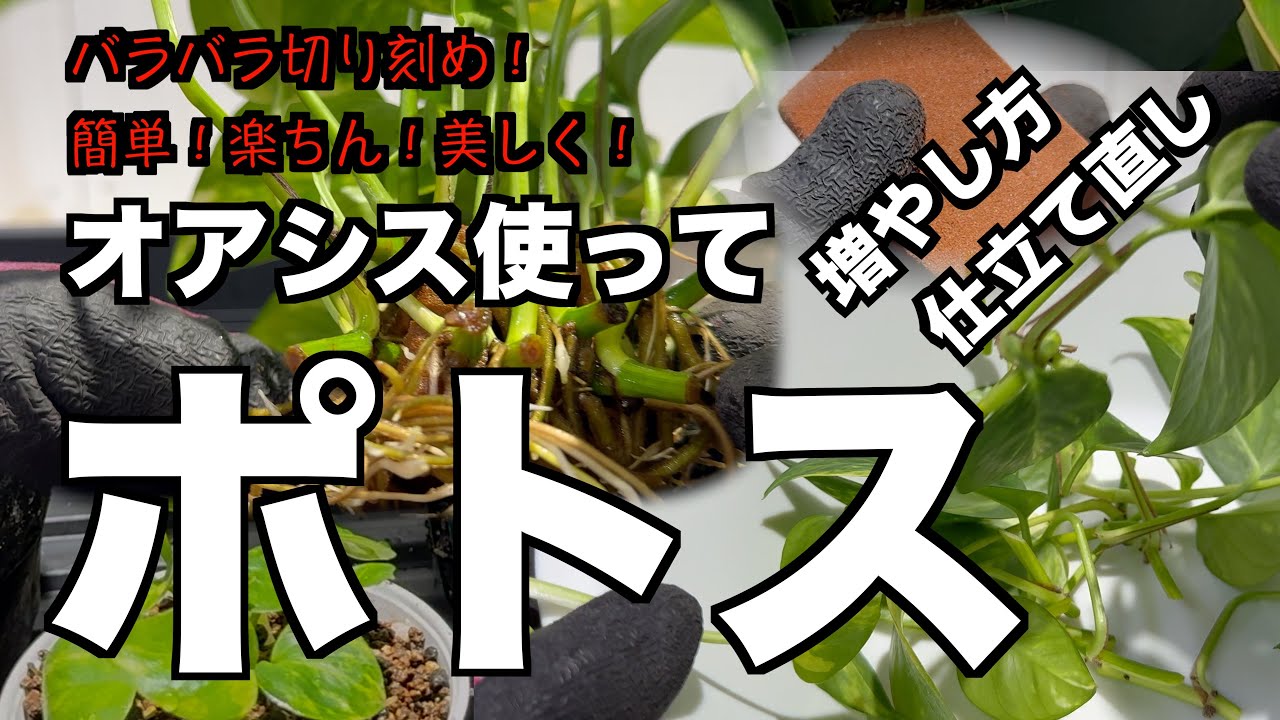 Reshaping Pothos] Easy! Comfortable! Beautiful! How to increase