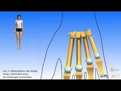 "Métacarpe et phalanges" Vidéo sonorisée