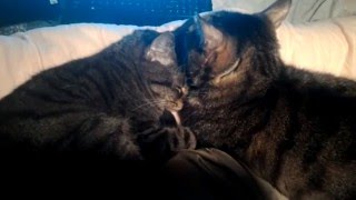 【Cats Love猫萌え】呪文。眠くなる～ This is like a spell making us sleepy